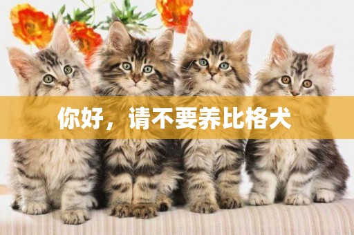 你好，請不要養比格犬 