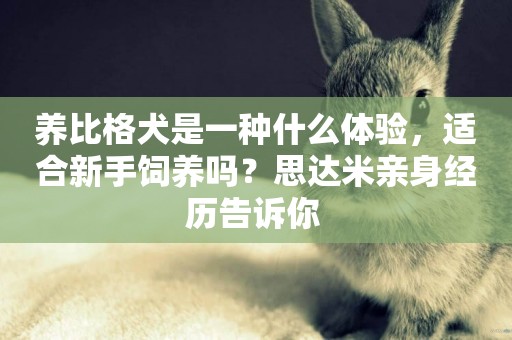 養比格犬是一種什么體驗，適合新手飼養嗎？思達米親身經歷告訴你 