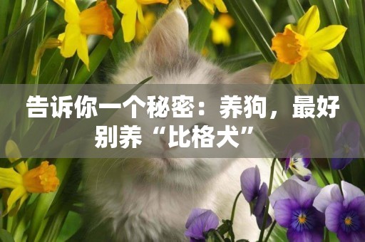 告訴你一個秘密：養狗，最好別養“比格犬” 