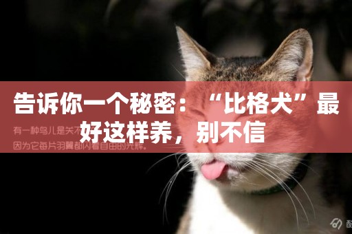 告訴你一個秘密：“比格犬”最好這樣養，別不信 