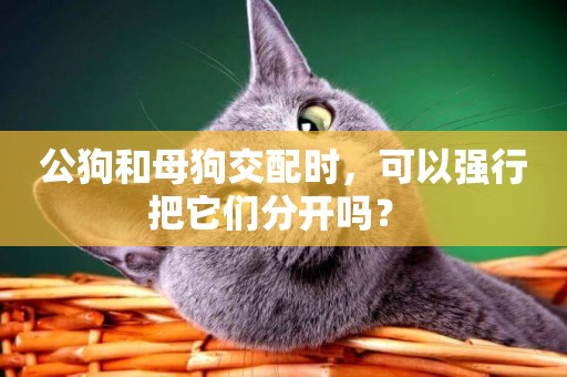 公狗和母狗交配時，可以強行把它們分開嗎？ 