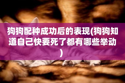 狗狗配種成功后的表現(狗狗知道自己快要死了都有哪些舉動) 