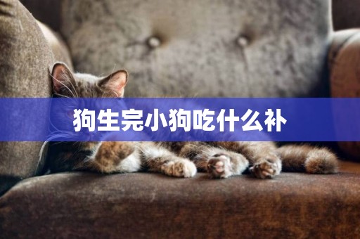 狗生完小狗吃什么補