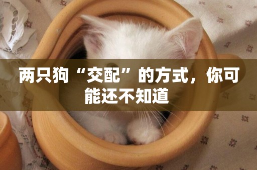 兩只狗“交配”的方式，你可能還不知道 