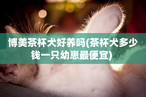 博美茶杯犬好養嗎(茶杯犬多少錢一只幼崽最便宜) 