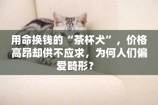 用命換錢的“茶杯犬”，價格高昂卻供不應求，為何人們偏愛畸形？ 