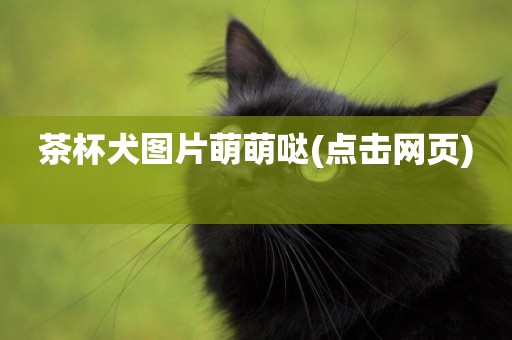茶杯犬圖片萌萌噠(點擊網頁) 