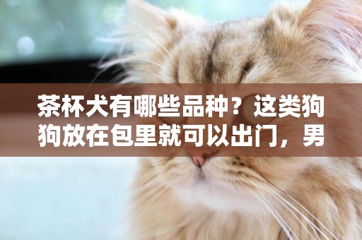 茶杯犬有哪些品種？這類狗狗放在包里就可以出門，男女老少都喜歡 