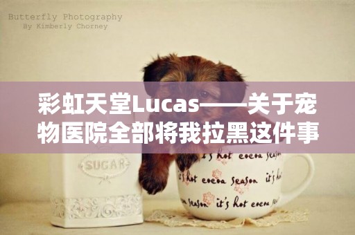 彩虹天堂Lucas——關于寵物醫院全部將我拉黑這件事情 