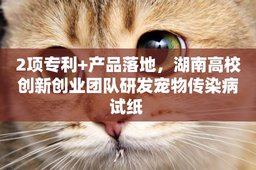 2項專利+產品落地，湖南高校創新創業團隊研發寵物傳染病試紙 