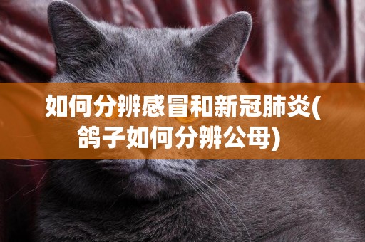 如何分辨感冒和新冠肺炎(鴿子如何分辨公母) 