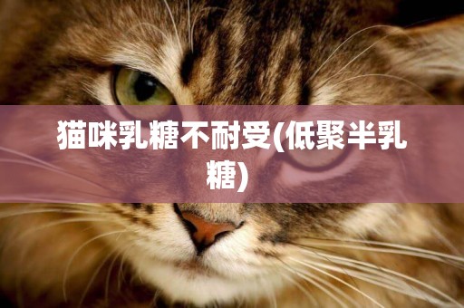 貓咪乳糖不耐受(低聚半乳糖) 