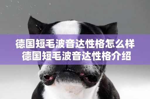 德國短毛波音達性格怎么樣 德國短毛波音達性格介紹