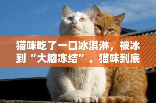 貓咪吃了一口冰淇淋，被冰到“大腦凍結”，貓咪到底能不能吃冰呢 
