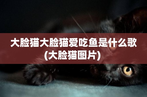 大臉貓大臉貓愛吃魚是什么歌(大臉貓圖片) 