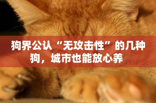 狗界公認“無攻擊性”的幾種狗，城市也能放心養 