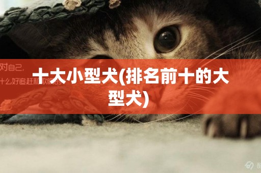 十大小型犬(排名前十的大型犬) 