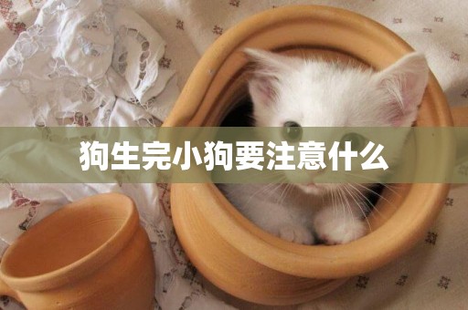 狗生完小狗要注意什么