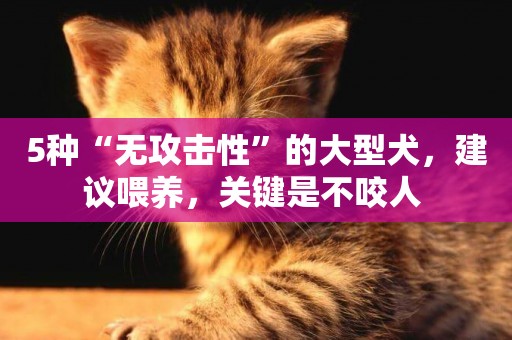 5種“無攻擊性”的大型犬，建議喂養，關鍵是不咬人 
