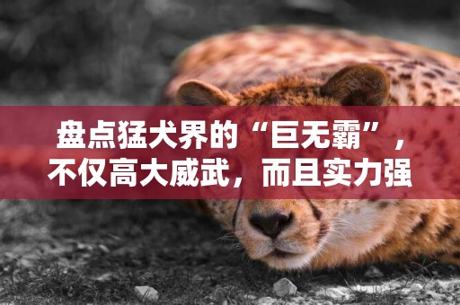 盤點猛犬界的“巨無霸”，不僅高大威武，而且實力強悍 