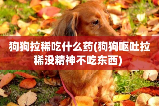 狗狗拉稀吃什么藥(狗狗嘔吐拉稀沒精神不吃東西) 
