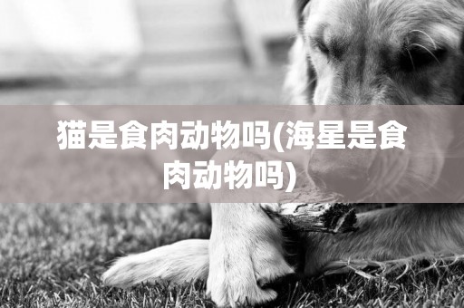 貓是食肉動物嗎(海星是食肉動物嗎) 