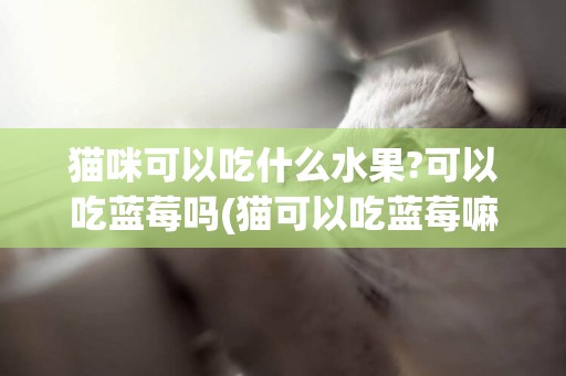 貓咪可以吃什么水果?可以吃藍莓嗎(貓可以吃藍莓嘛) 