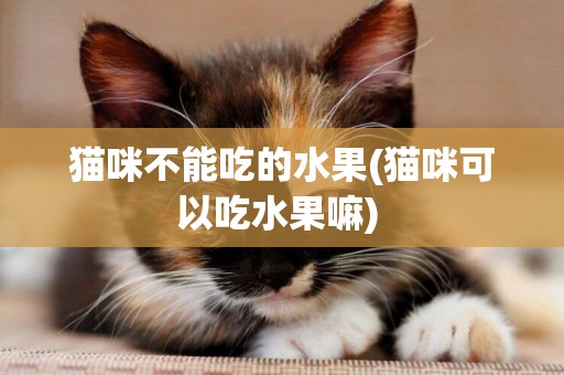 貓咪不能吃的水果(貓咪可以吃水果嘛) 