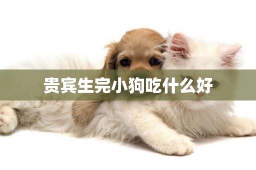 貴賓生完小狗吃什么好