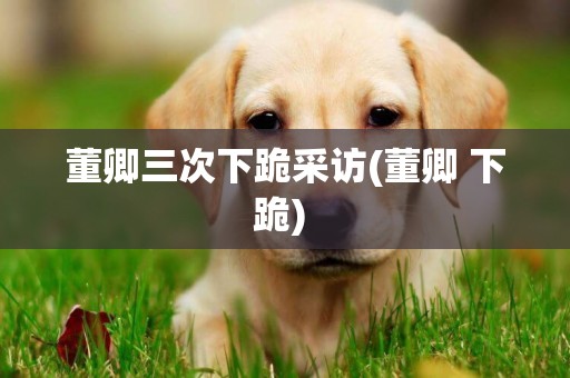 董卿三次下跪采訪(董卿 下跪) 