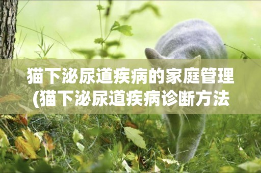 貓下泌尿道疾病的家庭管理(貓下泌尿道疾病診斷方法的評價) 