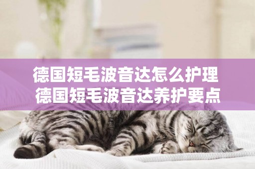 德國短毛波音達怎么護理 德國短毛波音達養護要點