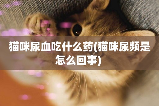 貓咪尿血吃什么藥(貓咪尿頻是怎么回事) 