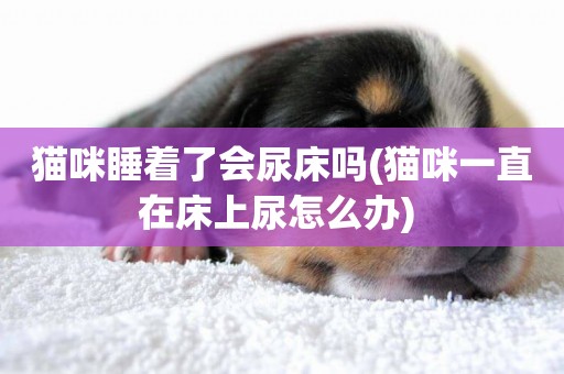 貓咪睡著了會尿床嗎(貓咪一直在床上尿怎么辦) 
