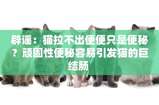辟謠：貓拉不出便便只是便秘？頑固性便秘容易引發貓的巨結腸 