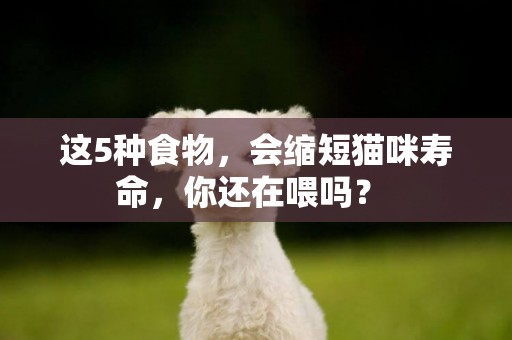 這5種食物，會縮短貓咪壽命，你還在喂嗎？ 