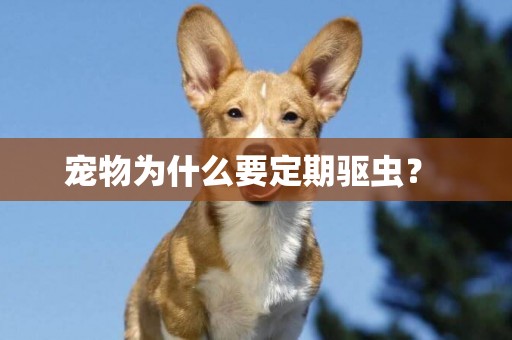 寵物為什么要定期驅蟲？ 