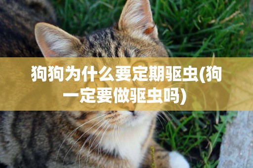 狗狗為什么要定期驅蟲(狗一定要做驅蟲嗎) 