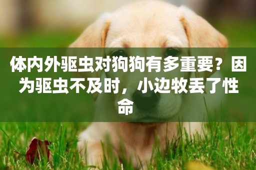 體內外驅蟲對狗狗有多重要？因為驅蟲不及時，小邊牧丟了性命 