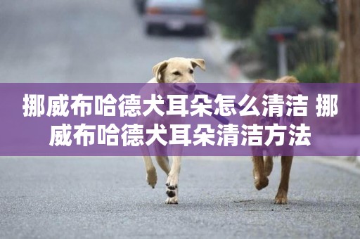 挪威布哈德犬耳朵怎么清潔 挪威布哈德犬耳朵清潔方法