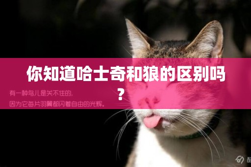 你知道哈士奇和狼的區別嗎？ 
