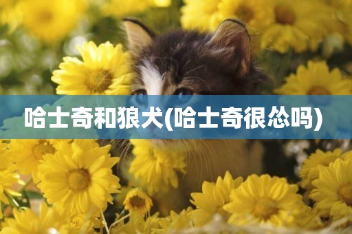 哈士奇和狼犬(哈士奇很慫嗎) 