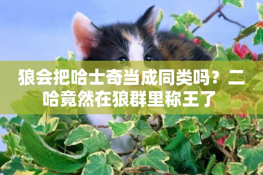狼會把哈士奇當成同類嗎？二哈竟然在狼群里稱王了 