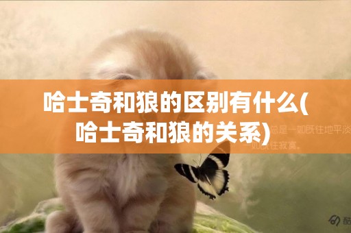 哈士奇和狼的區別有什么(哈士奇和狼的關系) 