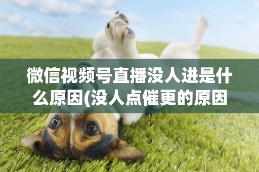 微信視頻號直播沒人進是什么原因(沒人點催更的原因) 