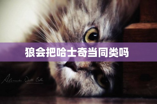 狼會把哈士奇當同類嗎 