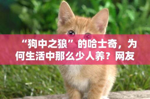 “狗中之狼”的哈士奇，為何生活中那么少人養？網友：我怕了 