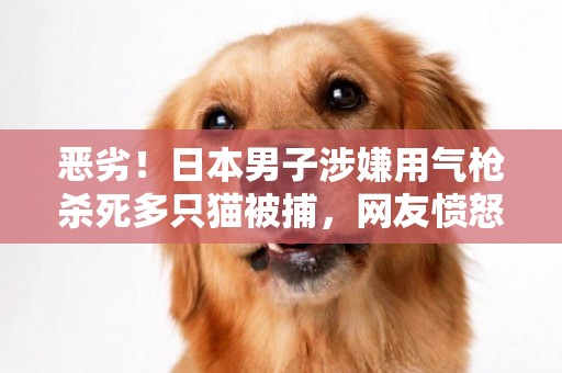 惡劣！日本男子涉嫌用氣槍殺死多只貓被捕，網友憤怒：嚴懲，不然下次槍口將對準人類 