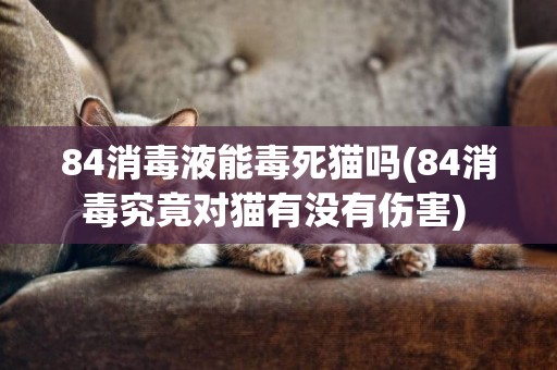 84消毒液能毒死貓嗎(84消毒究竟對貓有沒有傷害) 