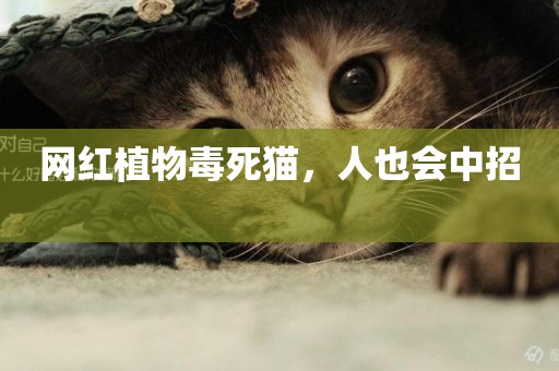 網紅植物毒死貓，人也會中招 
